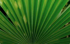 Estratto di Serenoa Repens
