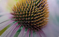 Estratto di Echinacea